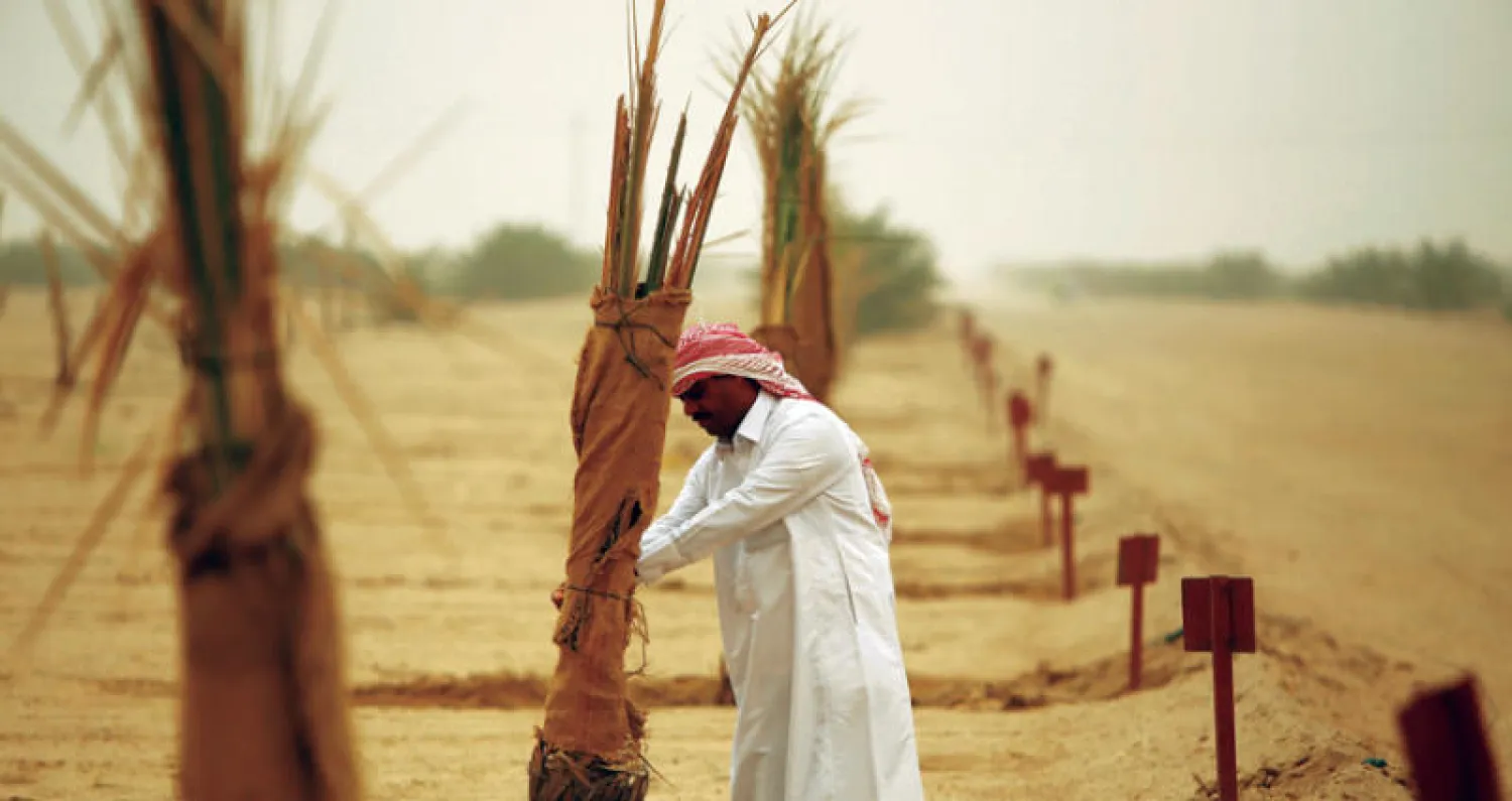 مزارع عراقي يتفقد أشجار النخيل التي تعود للمستثمر الكويتي عبد العزيز البابطين بمدينة البصرة أمس (رويترز)