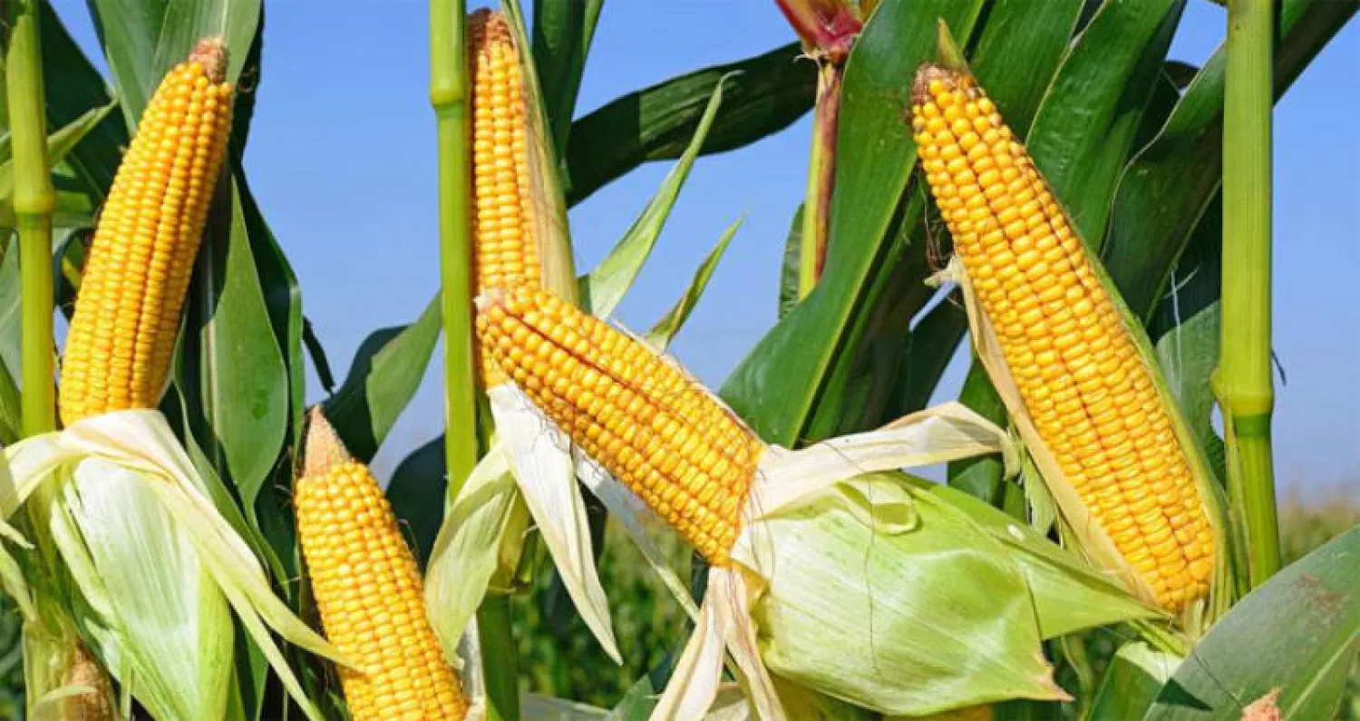 توقف الحرب التجارية بين واشنطن وبكين يبدأ من المنتجات الزراعية الأميركية