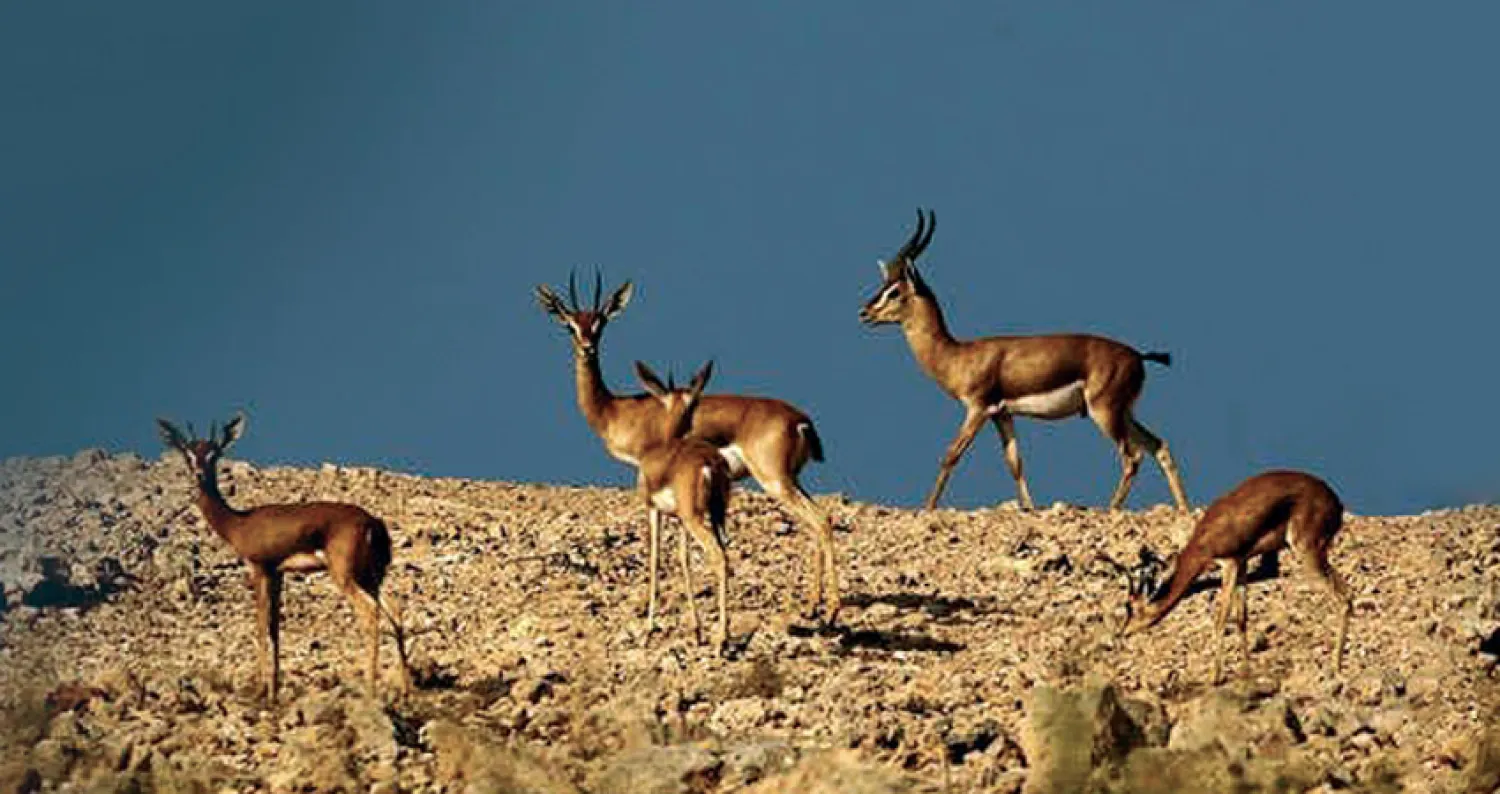 تحويل ثروة المحميات الطبيعية إلى أماكن جذب سياحي