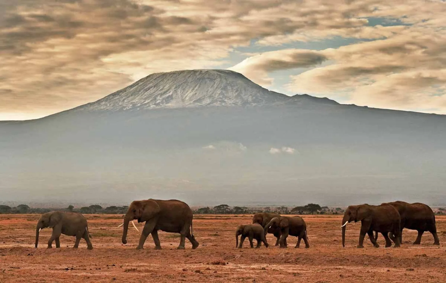 A herd of elephants walk in front of Mount Kilimanjaro in Amboseli National Park. (AFP)