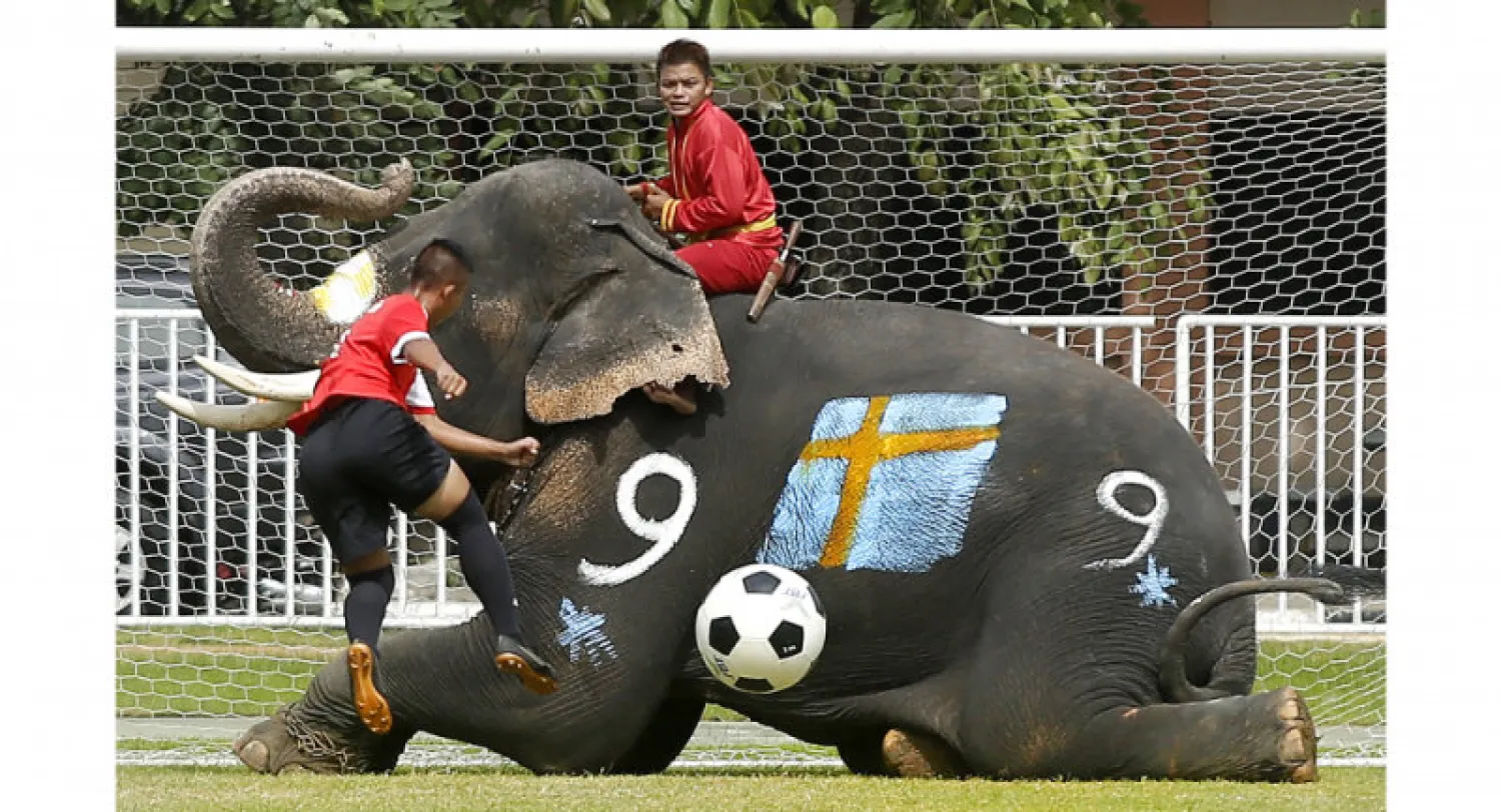 Thai Elephants Play Football to Fight Gambling Ahead of World Cup