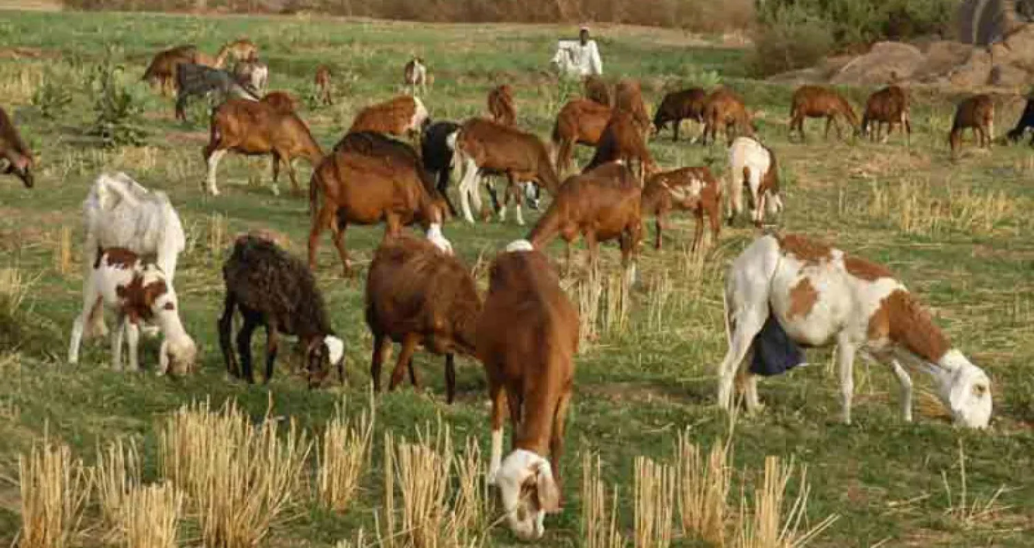 مباحثات سودانية ـ أميركية لتعزيز الاستثمار في الثروة الحيوانية