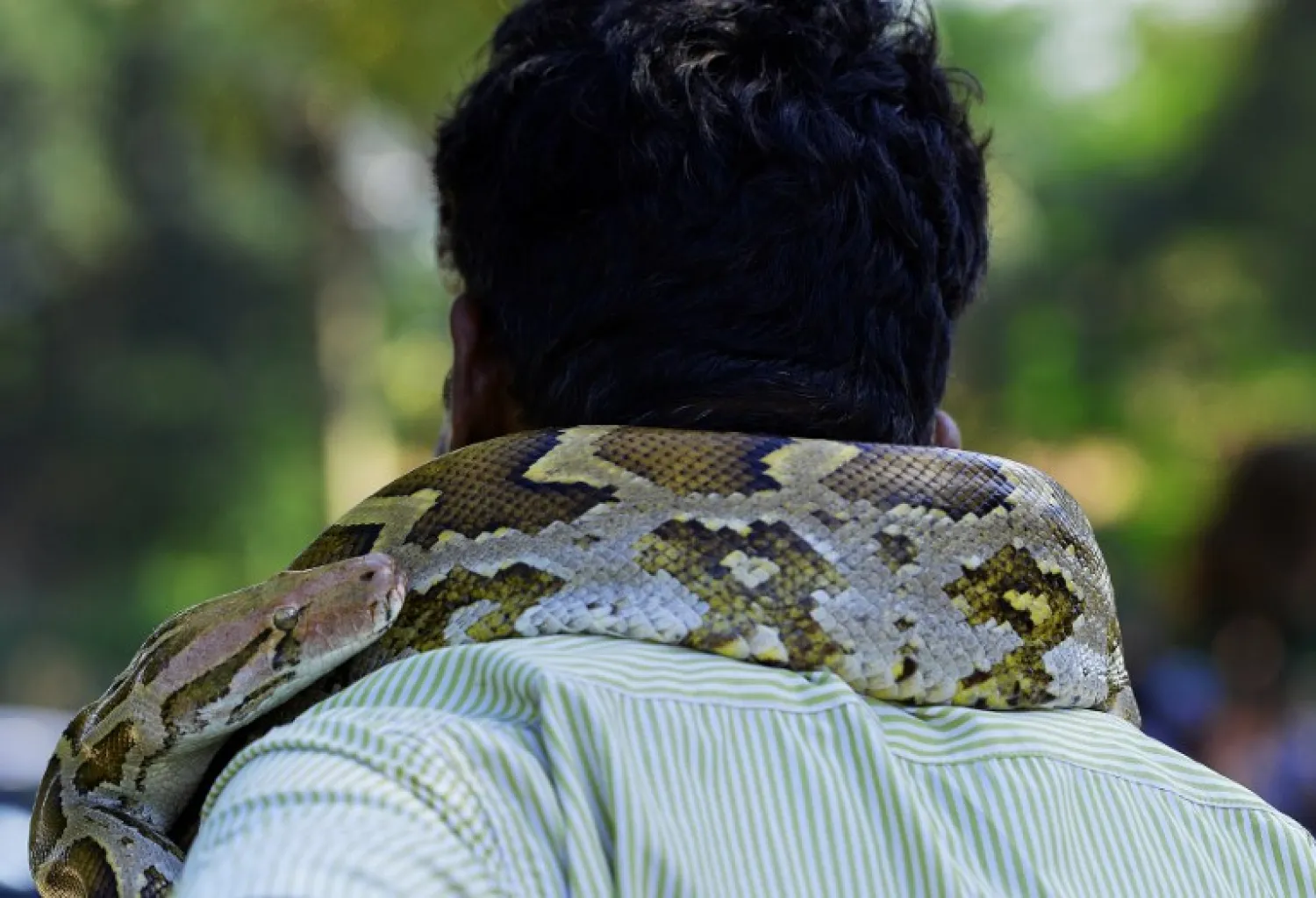A Sri Lankan snake charmer handles a python snake at the Galle Face beach in Colombo on March 1, 2018. ISHARA S. KODIKARA / AFP