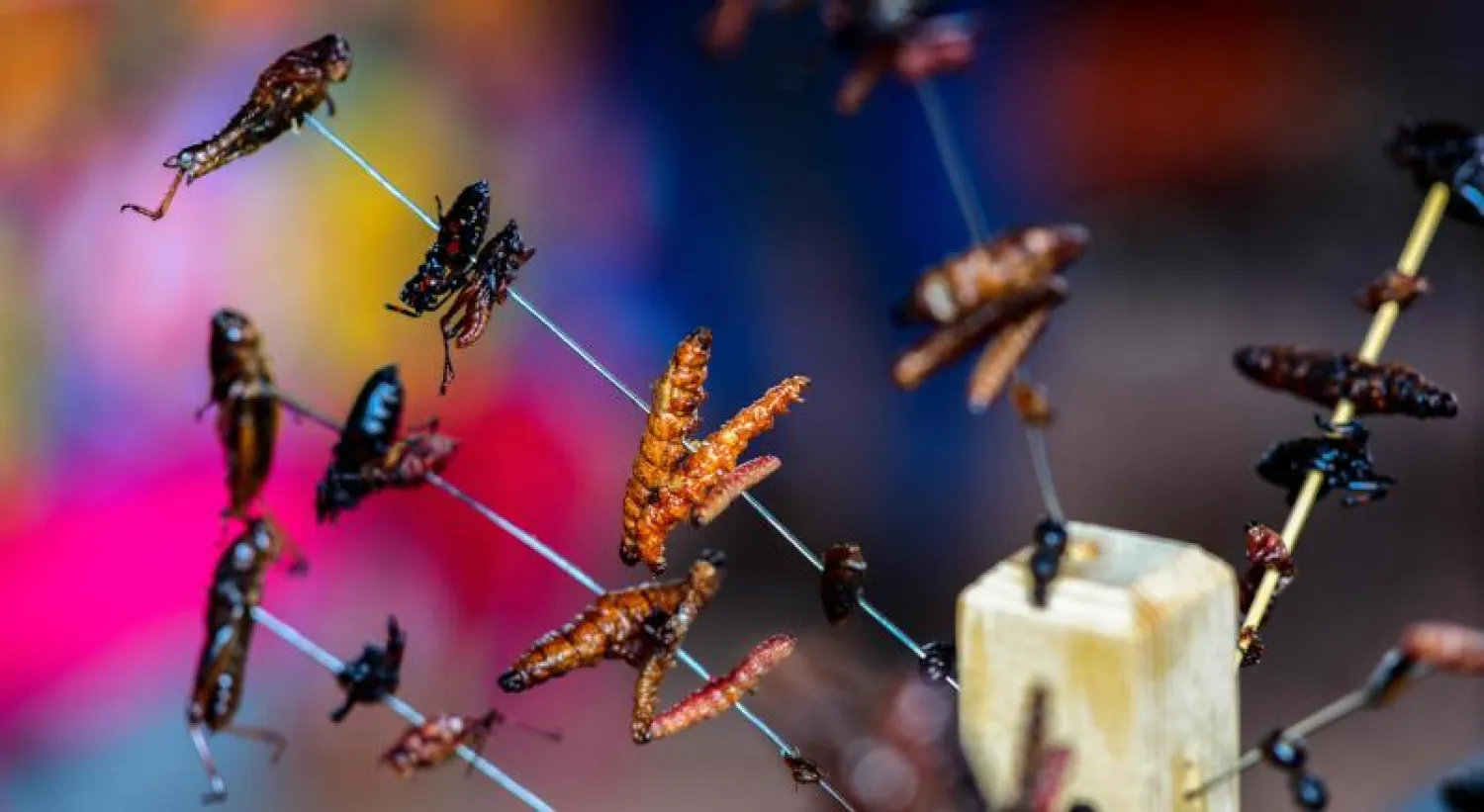 ديدان- أرشيفية (أ.ف.ب)