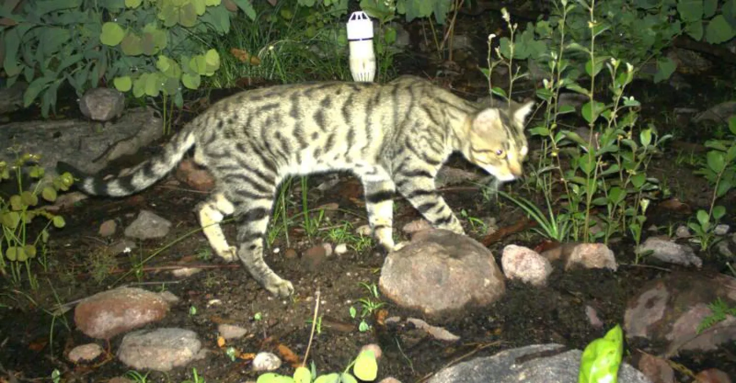 قطة من أستراليا (أ.ف.ب)