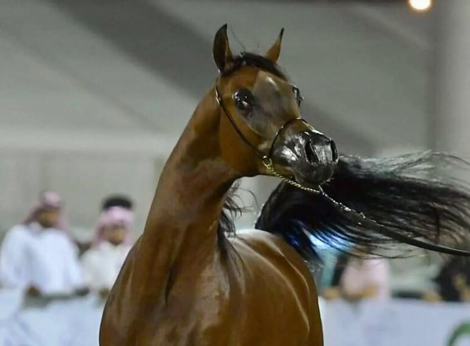 المهر «دي جلاء» يحقق ذهبية سوق عكاظ ... واسطبلات الخالدية تنتزع الفضية والبرونزية