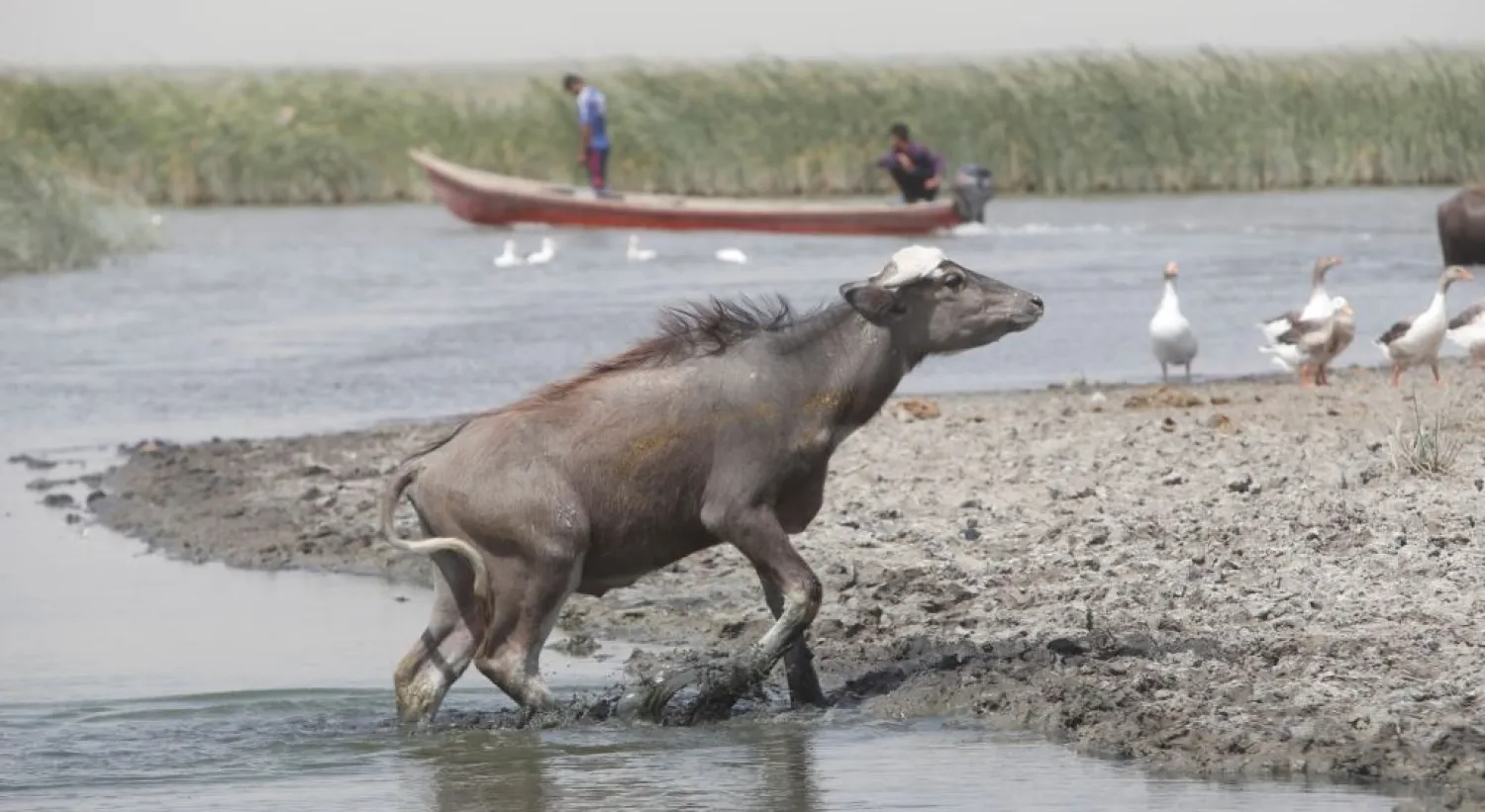 A water buffalo is seen in the waters of the marshes in Nassiriya, Iraq. (Reuters)