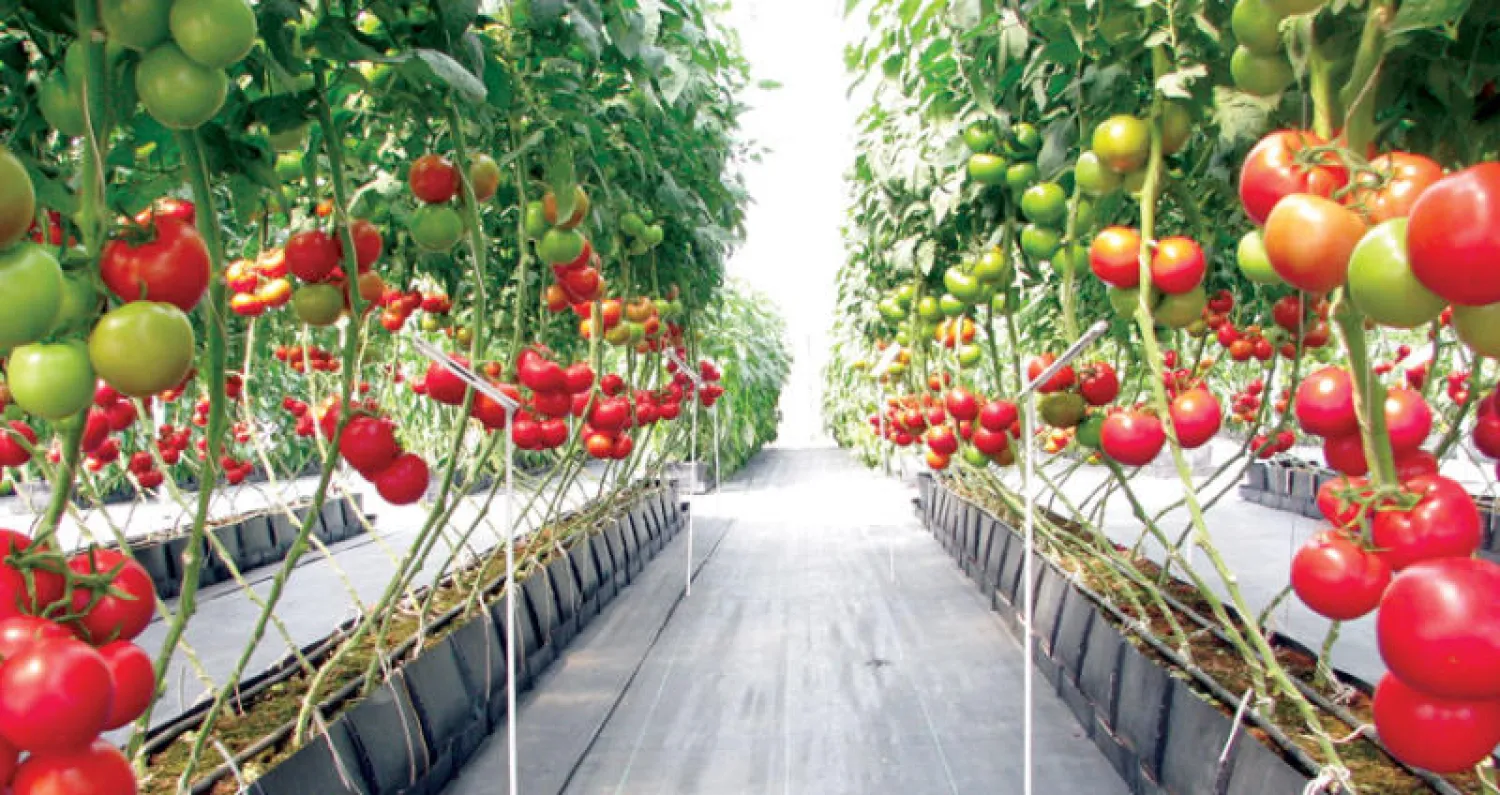 دفيئات لزراعة الطماطم