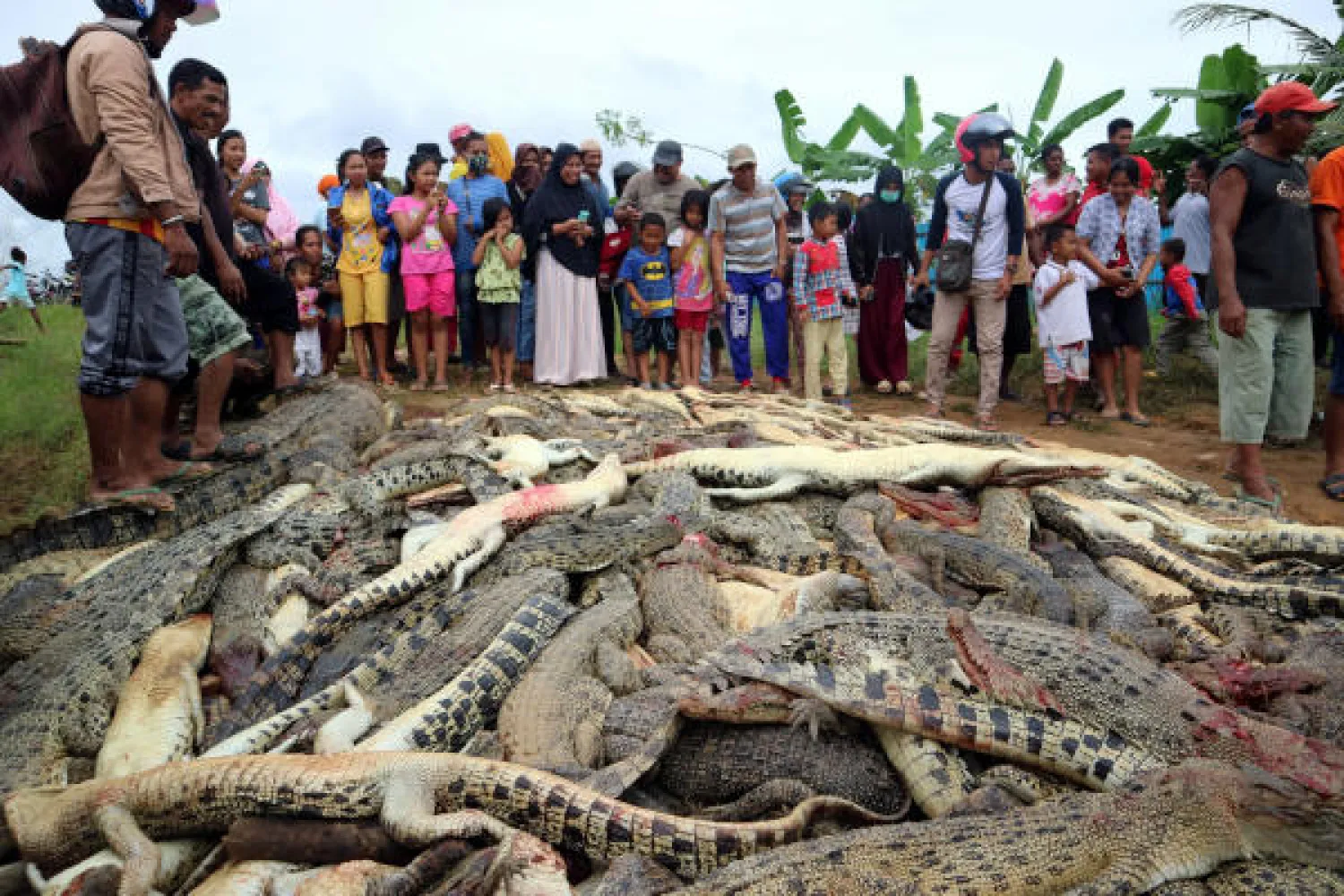 Local residents look at the carcasses of hundreds of crocodiles from a farm after they were killed by angry locals following the death of a man who was killed in a crocodile attack in Sorong regency, West Papua, Indonesia July 14, 2018 in this photo taken by Antara Foto. Picture taken July 14, 2018. Antara Foto/Olha Mulalinda /via REUTERS 