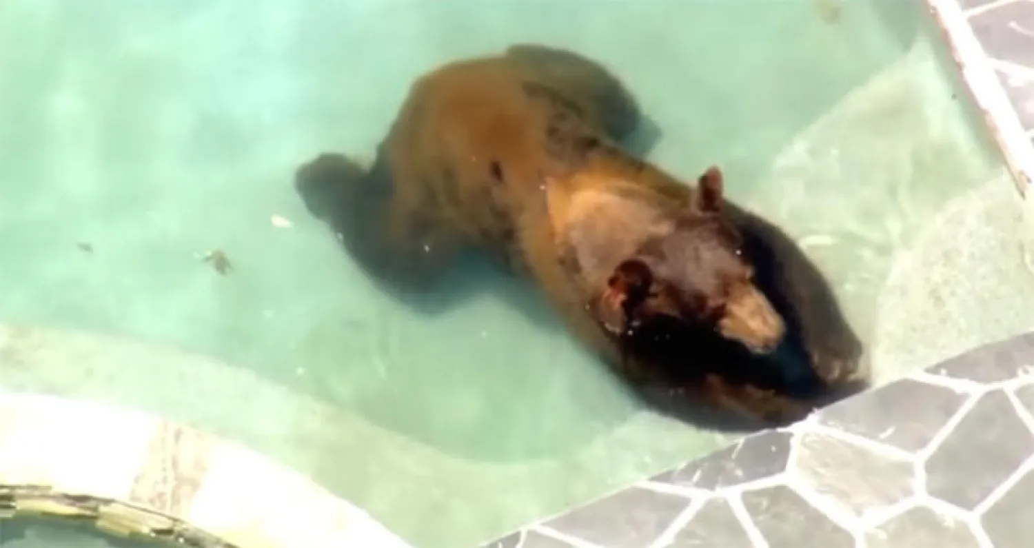 دب بري يلجأ لحوض سباحة هرباً من حرارة الجو