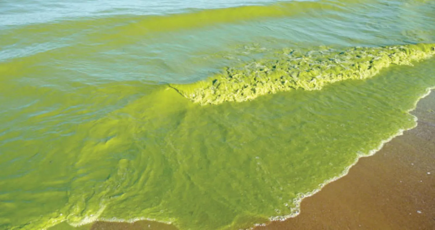 الطحالب الخضراء