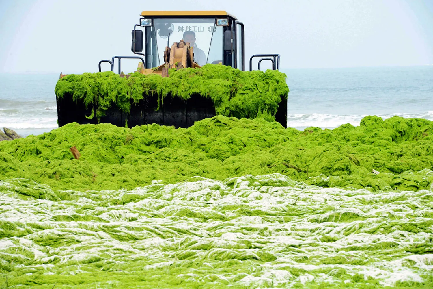 A worker uses a bulldozer to clean up algae on the coast of Qingdao, China. (Reuters)