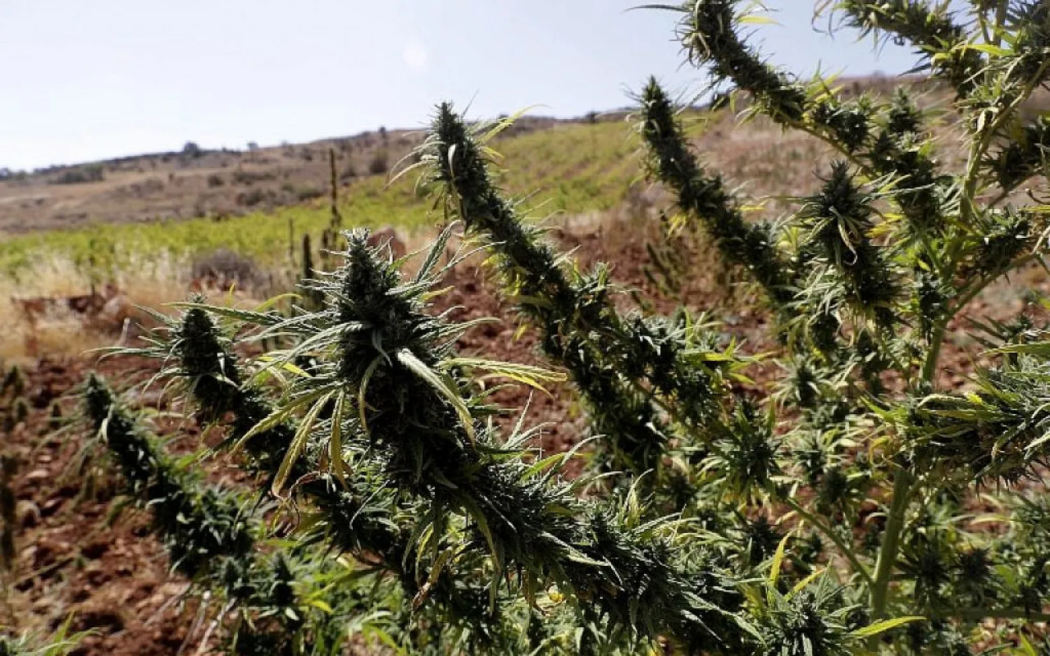 Cannabis plants is seen near a vineyard on the outskirts of Deir al-Ahmar in the Bekaa Valley on October 3, 2017. (AFP Photo/Joseph Eid)