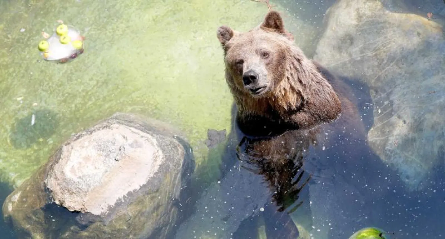 دب يقف في بحيرة في حديقة حيوان بيوبارك في روما بسبب ارتفاع درجات الحرارة (رويترز)