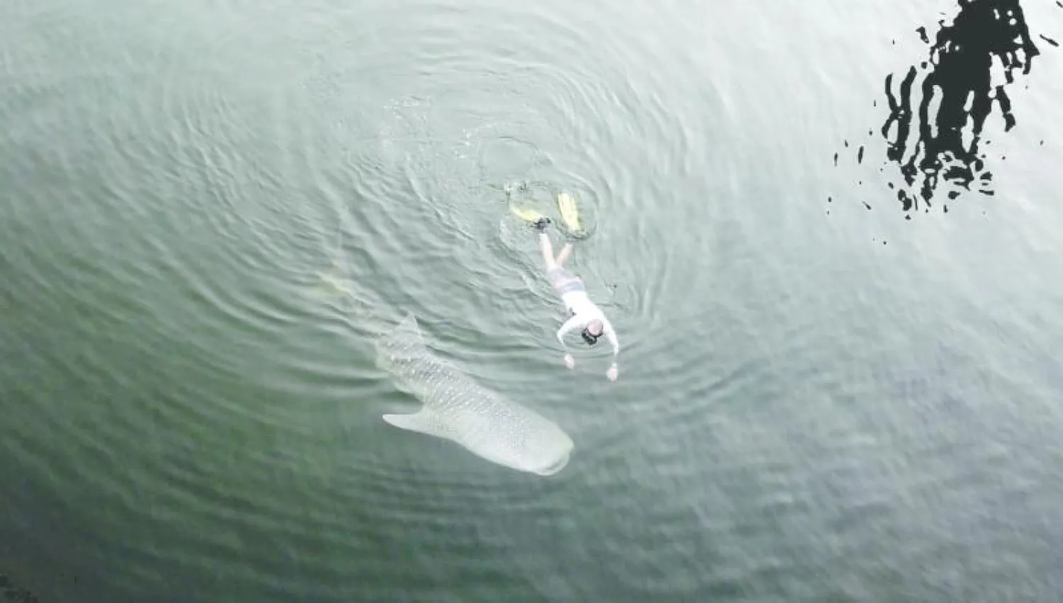 عملية إنقاذ صغير قرش الحوت ونقله إلى منطقة الخليج العربي تطلبت حرفية ومهارة