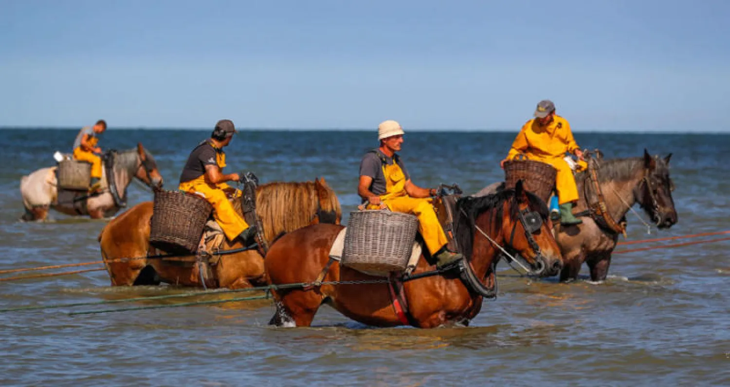 صيادو الروبيان يمتطون خيولهم لسحب الشباك خلال فترة الجزر في بلدة أوستدونكيرك في بلجيكا (رويترز)