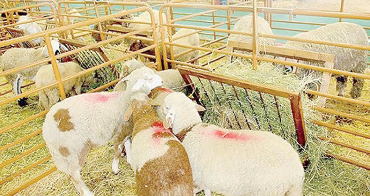 حملة في المغرب لتوعية مربّي الماشية لأهمية تسجيل وحدات تربية الماشية