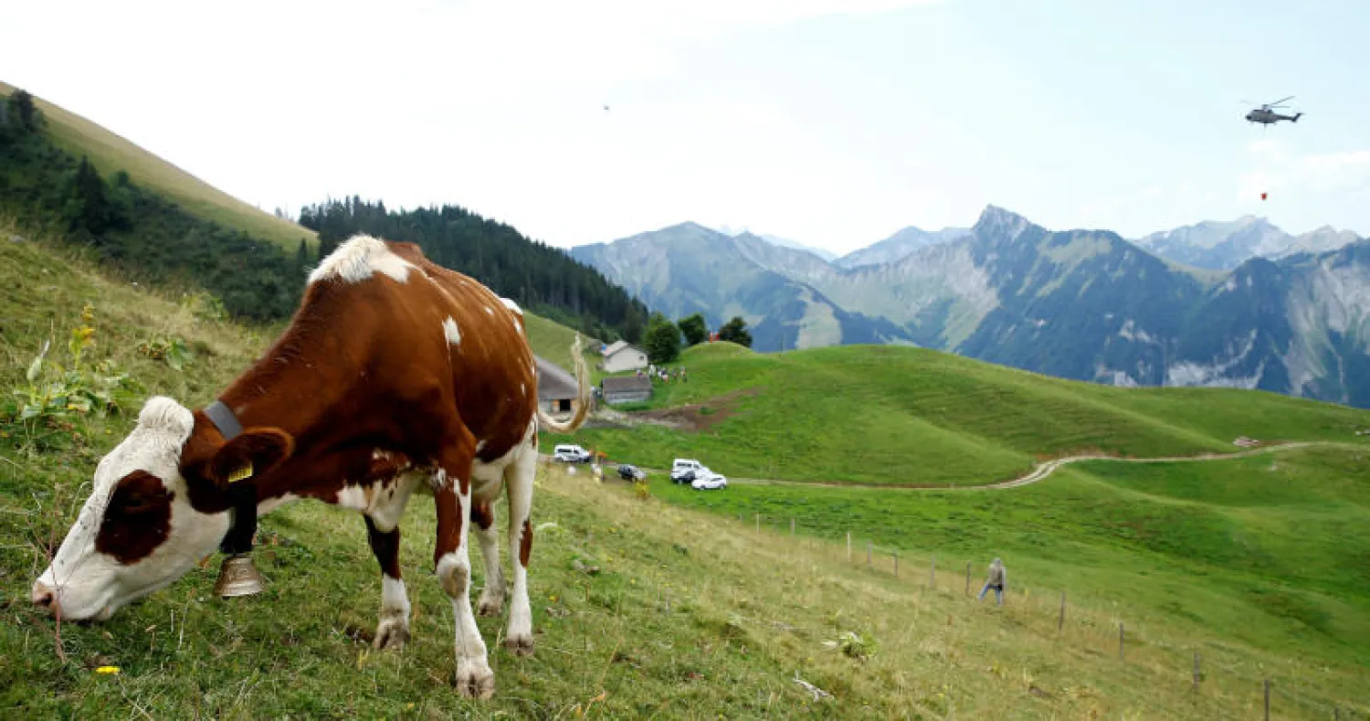 بقرة ترعى في مراع مرتفعة بولاية فو كونتون بغرب سويسرا (رويترز) 