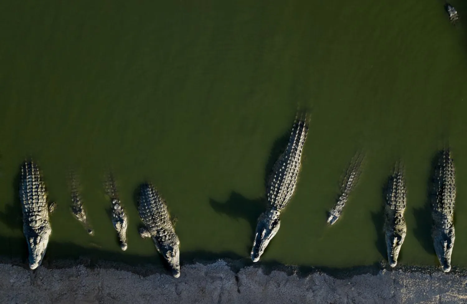 In this Monday, Aug. 6, 2018, photo, crocodiles rest at a farm in the Jordan Valley, West Bank. (AP Photo/Dusan Vranic) 