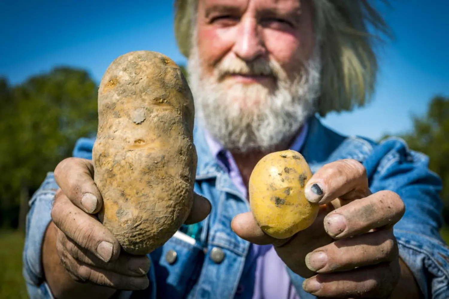 مزارع في هولندا يحمل ثمرة بطاطا من الحجم المعتاد وأخرى صغيرة جراء الموجة الحارة (إ.ب.أ)
