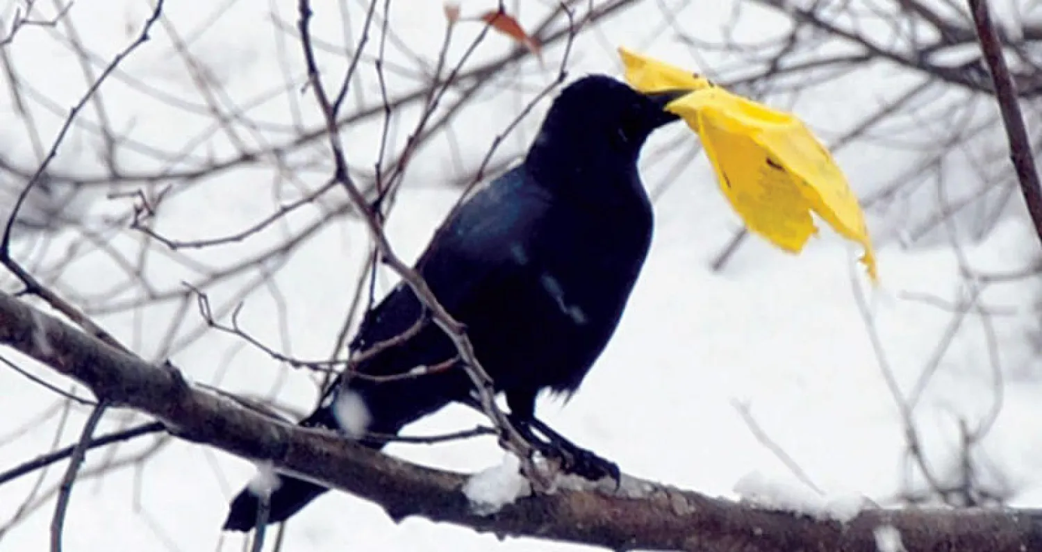 غراب يجمع القمامة