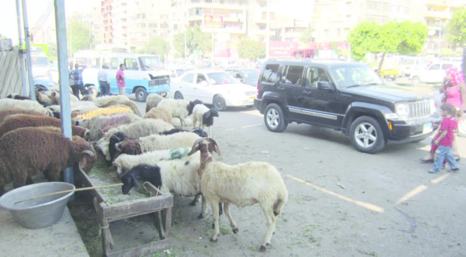 شوادر لبيع الخراف في أحد شوارع القاهرة 