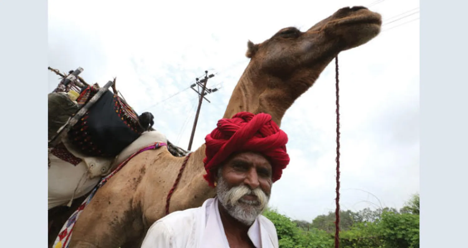 حليب الإبل يشهد رواجاً في الهند (إ.ب.أ)