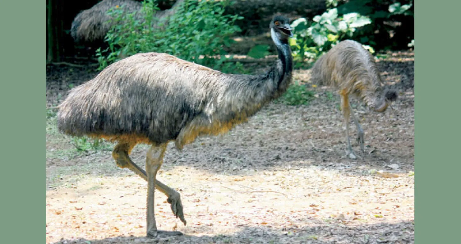 طيور الإيمو الظمآنة تتوافد على بلدة أسترالية مع تفاقم الجفاف