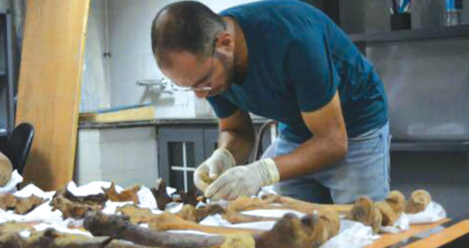 أحد أعضاء الفريق البحثي لهياكل التابوت يواصل عمله («الشرق الأوسط»)