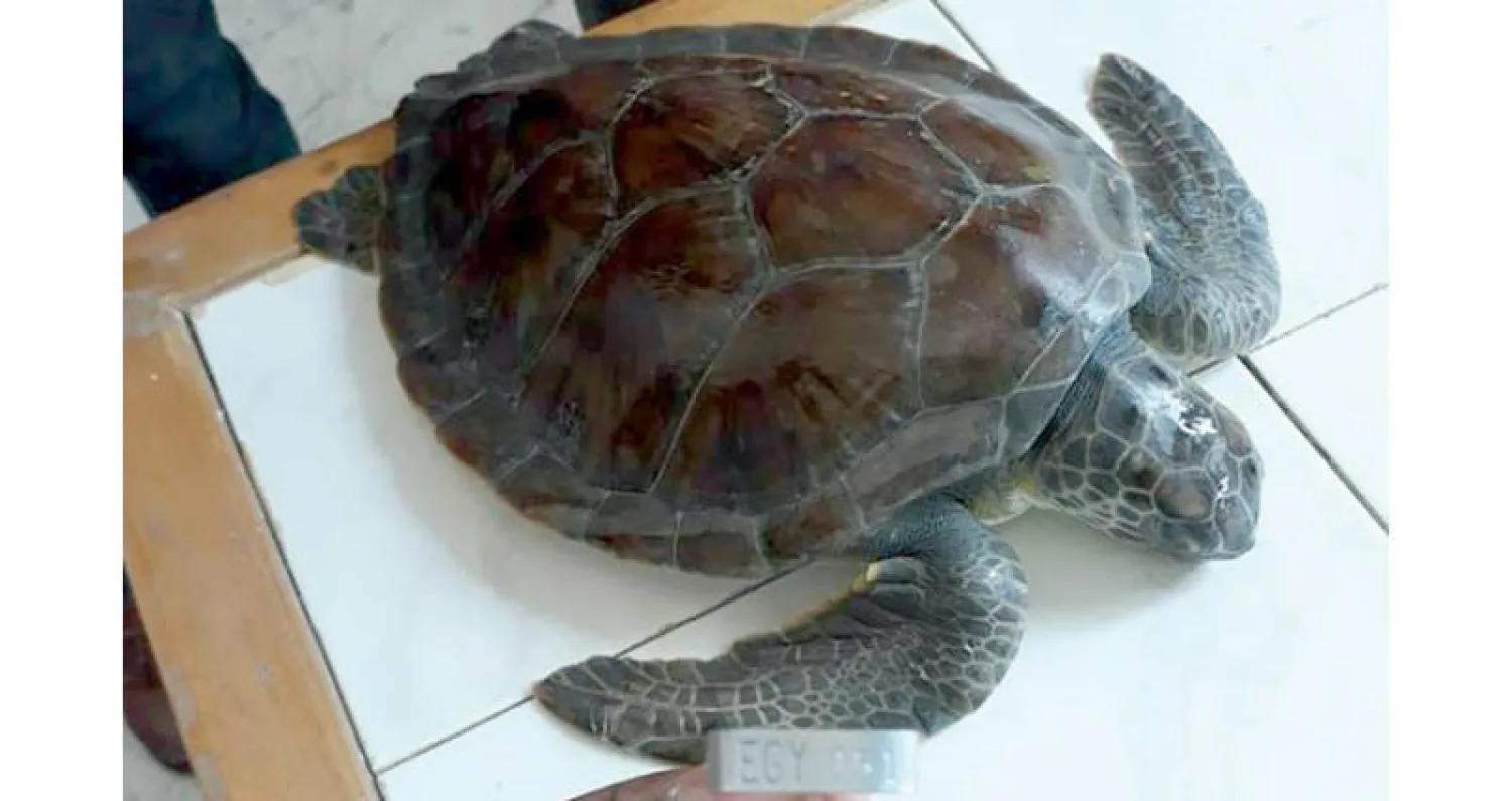 السلحفاة بعد إعادة ترقيمها