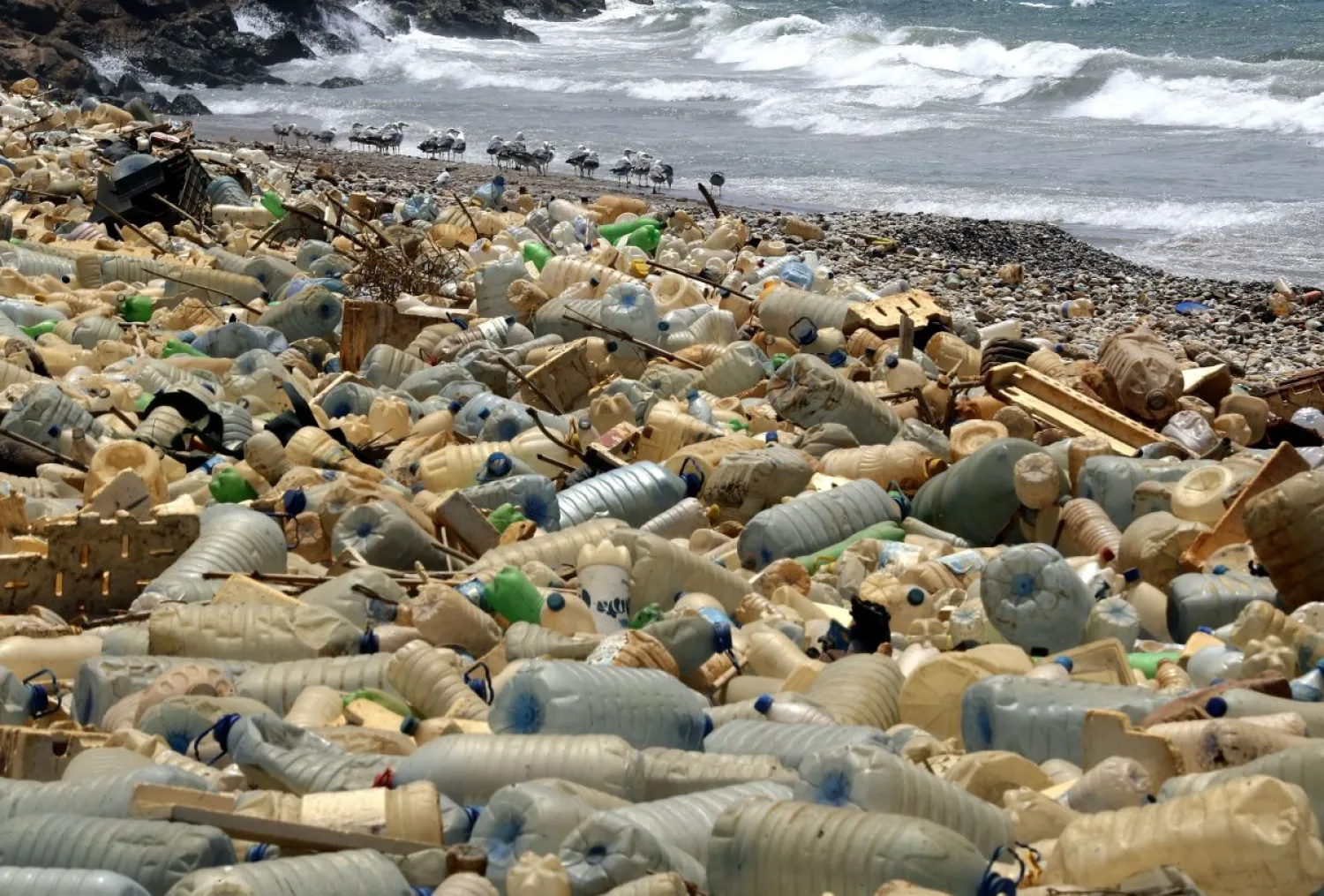 Seagulls search for food near a sewage discharge area next to piles of plastic bottles washed away by the water on the seaside of Ouzai, south of Beirut, on July 19th, 2018. (Getty Images)