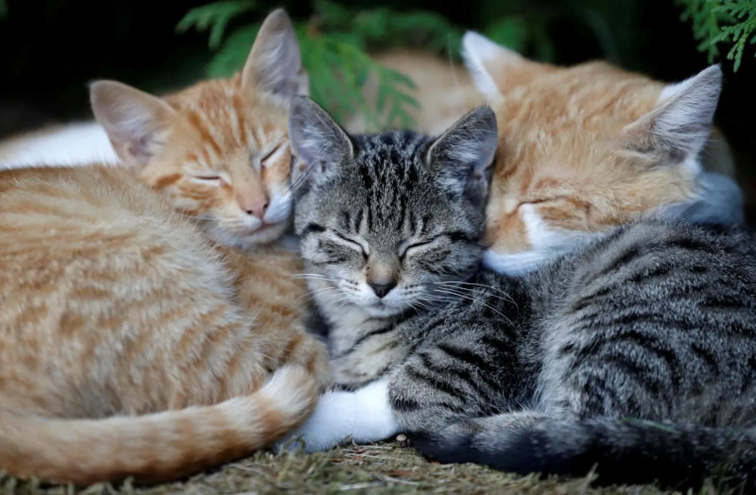 اقترحت الحكومة المحلية لبلدة أوماوي النيوزيلندية حظر جميع القطط وعدم استبدال أي قطة بمجرد نفوقها (رويترز)