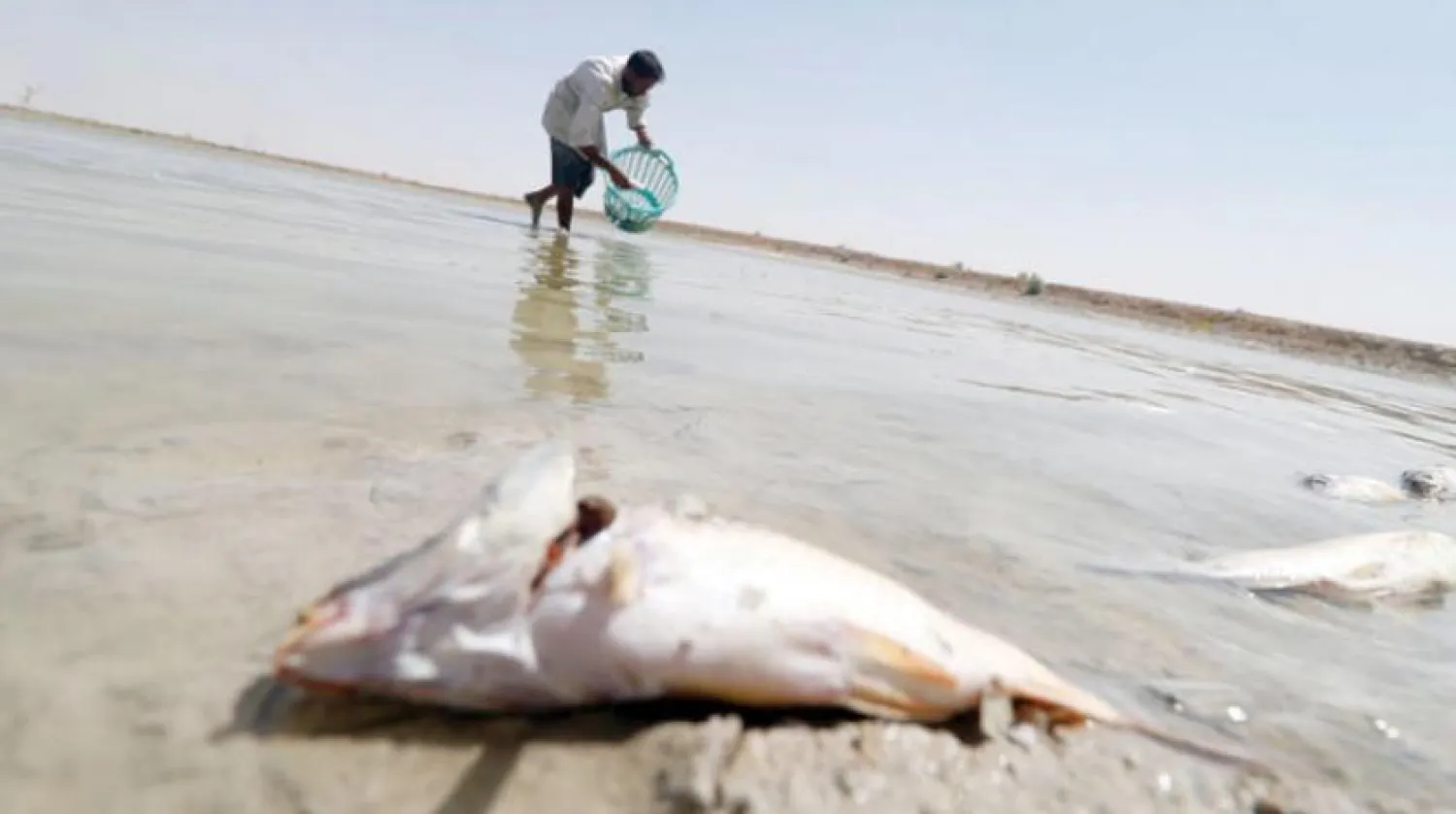 An Iraqi man collects dead fish from a reservoir at a fish farm north of Basra in southern Iraq, on August 29, 2018. Haidar MOHAMMED ALI / AFP 
