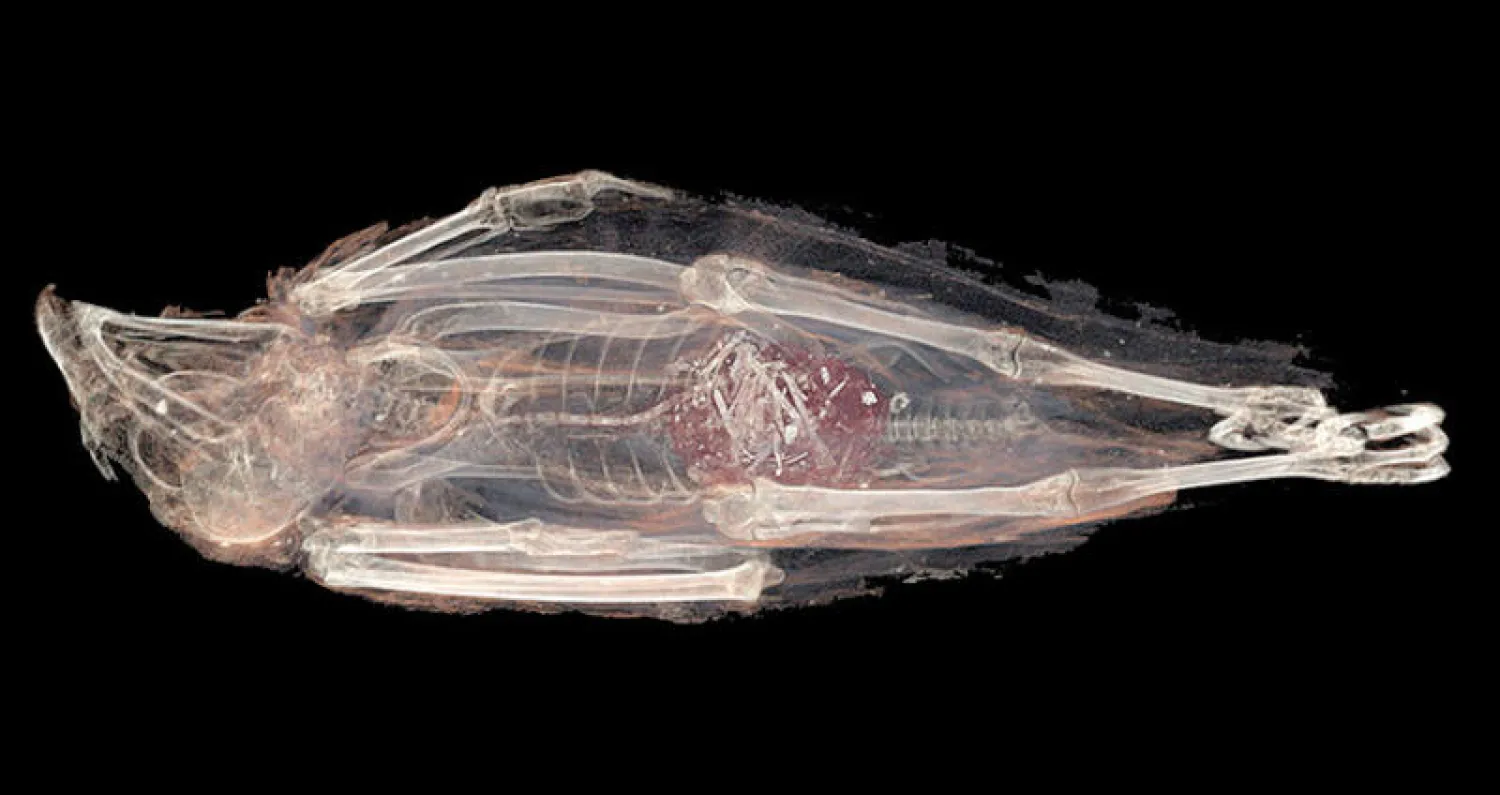 صورة للكشف بتقنية التصوير ثلاثي الأبعاد