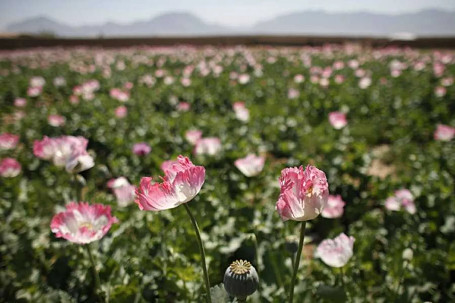 A large field of poppies on the outskirts of Jelawar village in the Arghandab Valley north of Kandahar, Afghanistan, in April. Bob Strong/Reuters/File