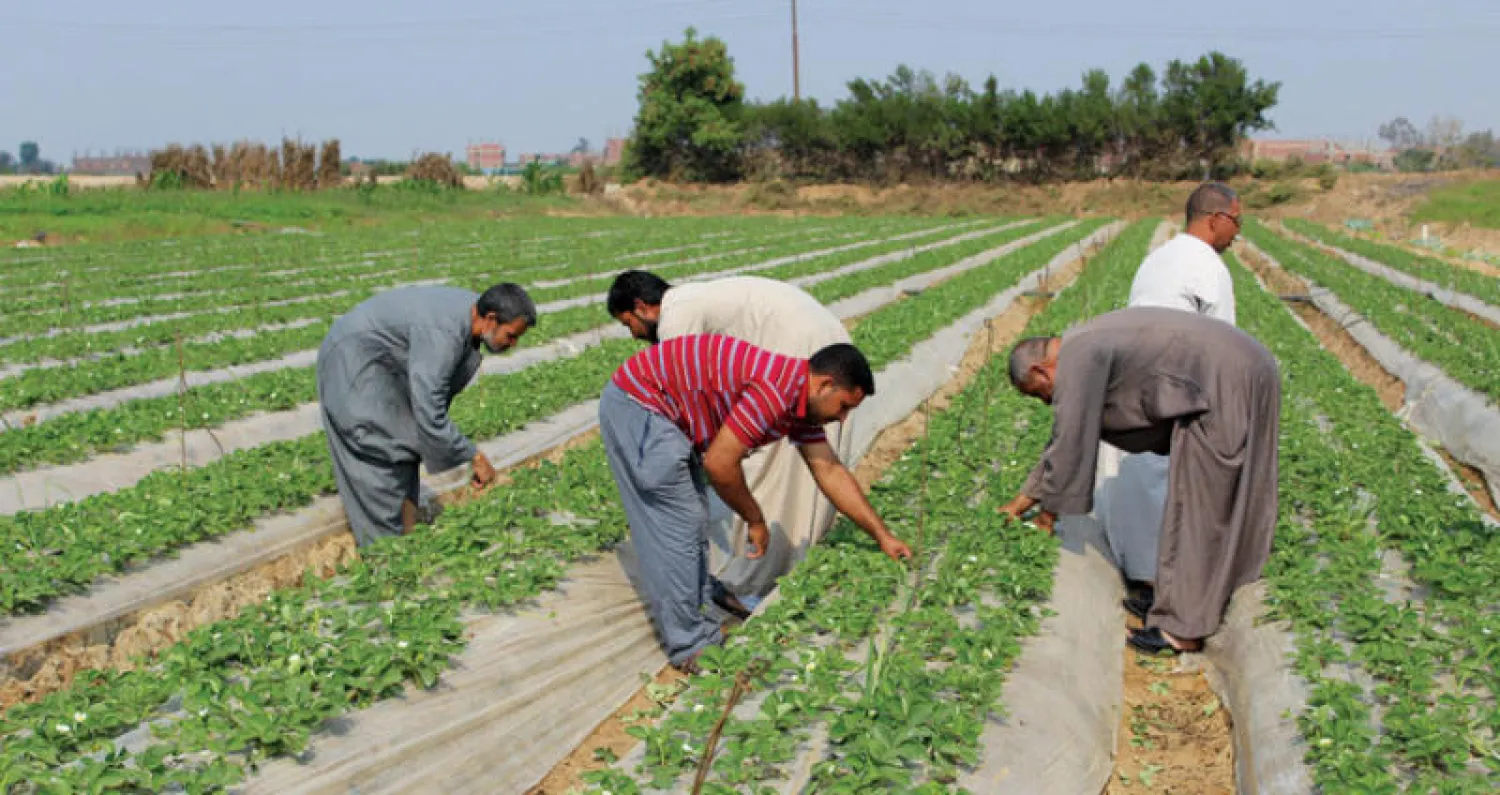 مزارعون أثناء عملهم بمحصول الفراولة في محافظة القليوبية