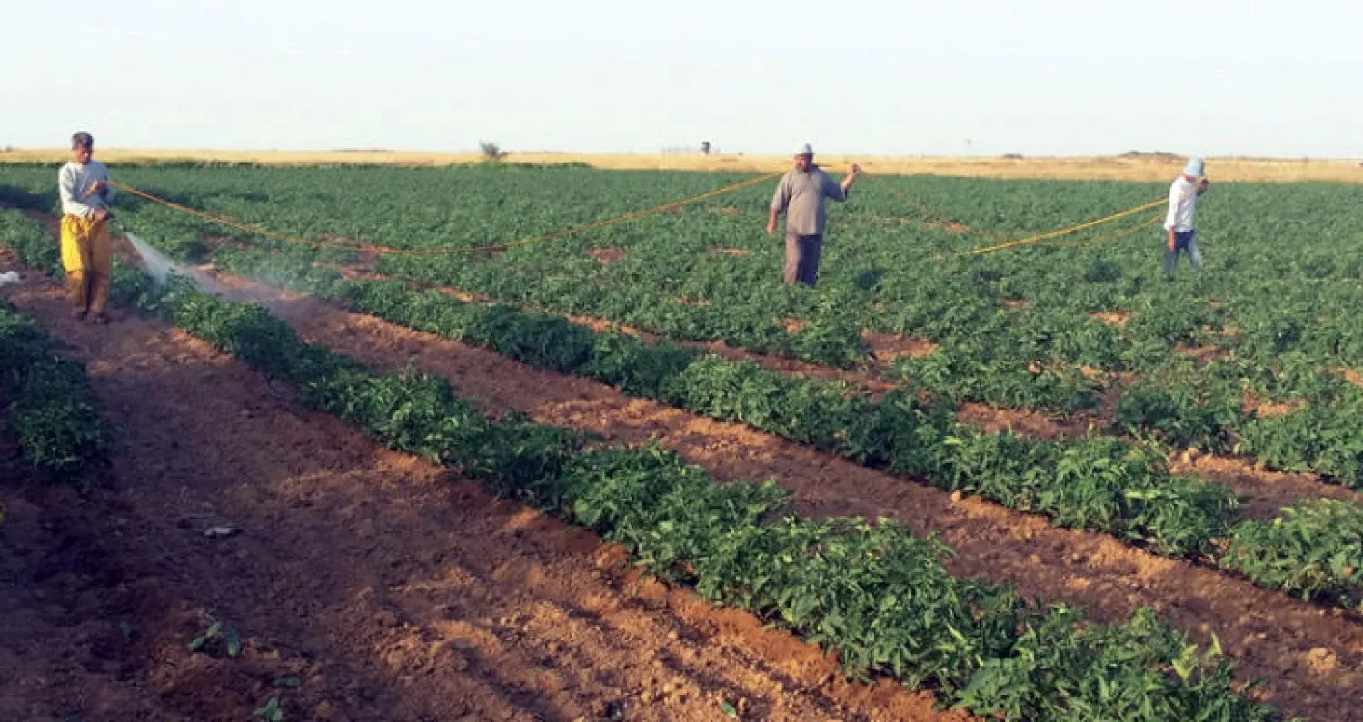 مزارعون فلسطينيون يعملون في أرضهم قرب الحدود مع إسرائيل في قطاع غزة («الشرق الأوسط»)