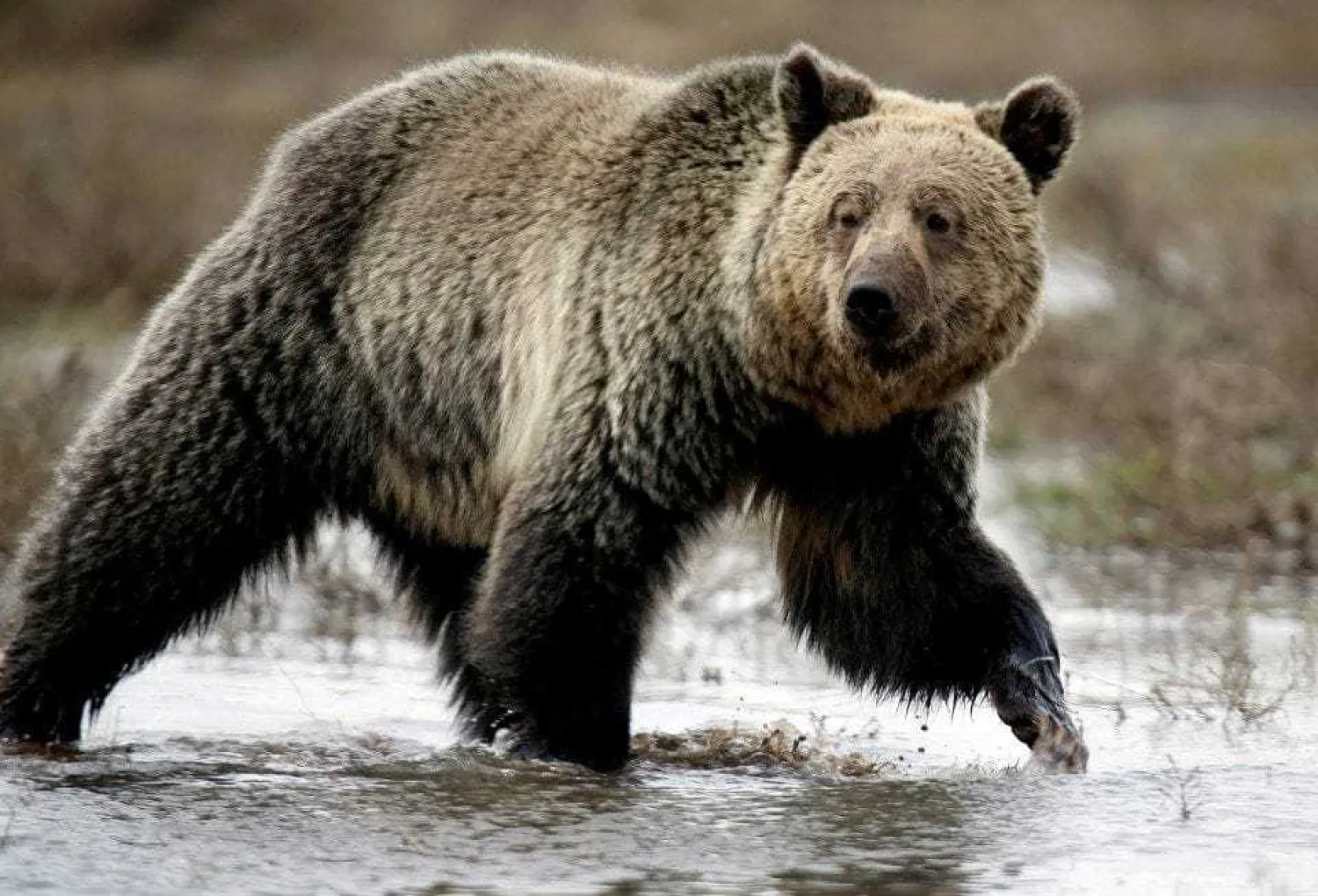 A grizzly bear roams through the Hayden Valley in Yellowstone National Park in Wyoming in 2014. (Jim Urquhart/Reuters)