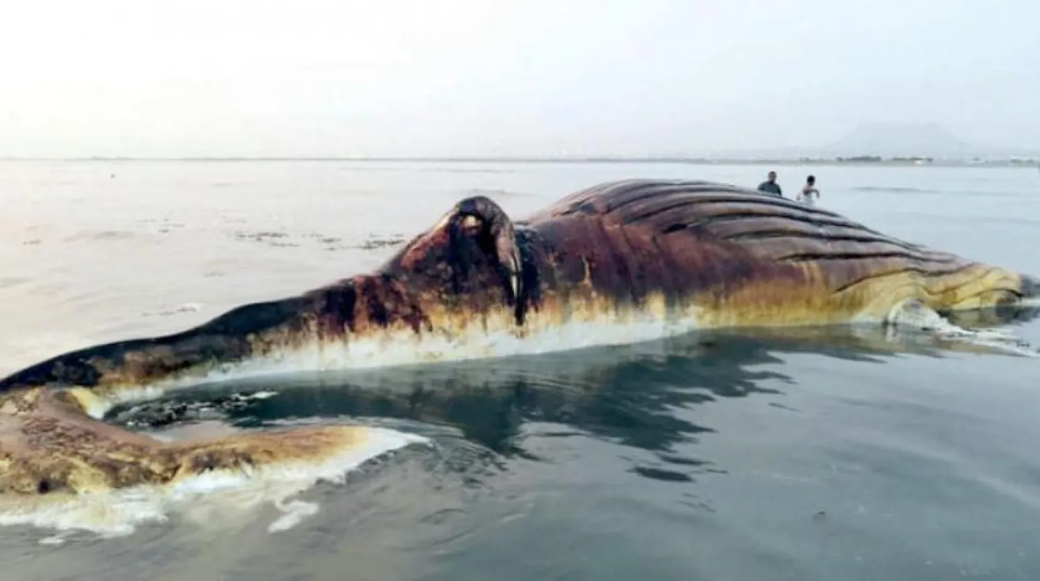 The carcass of the humpback whale. Asharq Al-Awsat