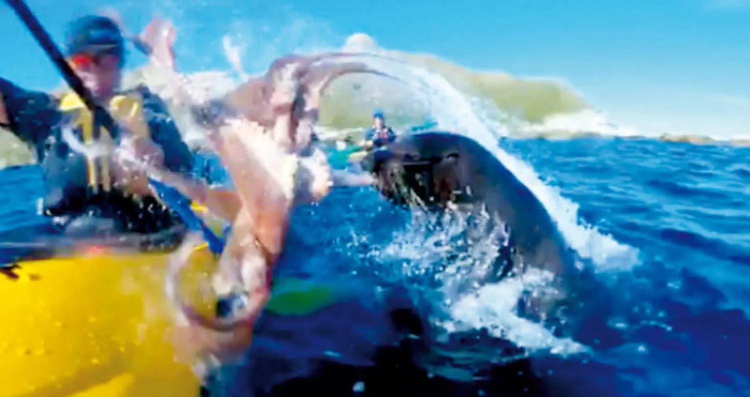 فقمة تقذف أخطبوطاً على وجه مصور