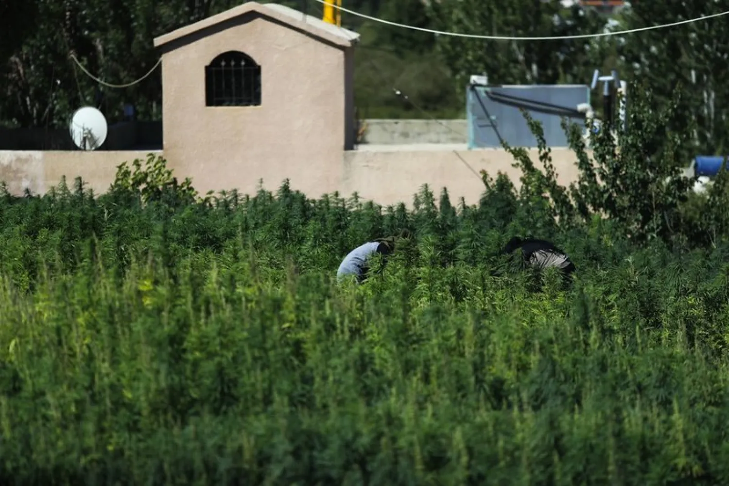 Farmers working in cannabis fields in the Bekaa (AP Photo/Hassan Ammar)