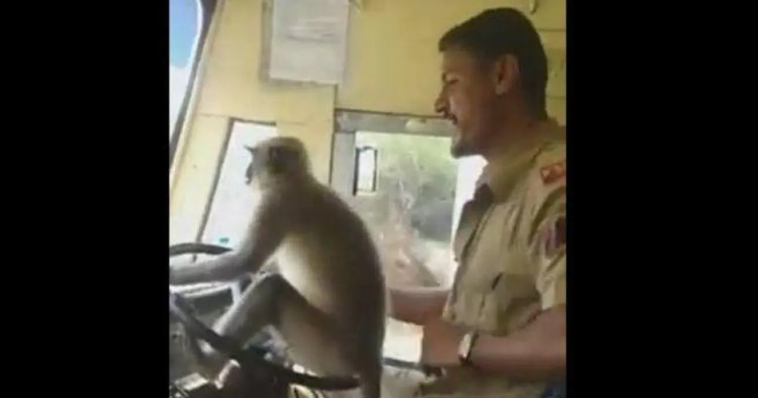 القرد على عجلة القيادة وخلفه السائق (يوتيوب)