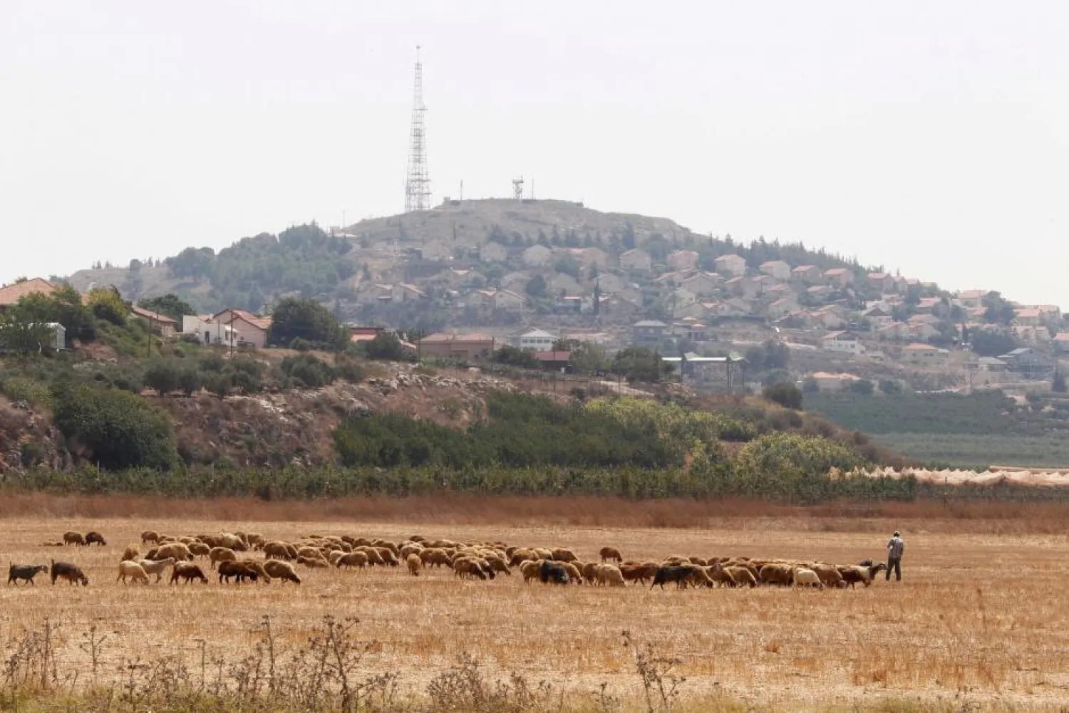 A herd of sheep graze near the Lebanese-Israeli border in Kfar Kila village, southern Lebanon. (Reuters)