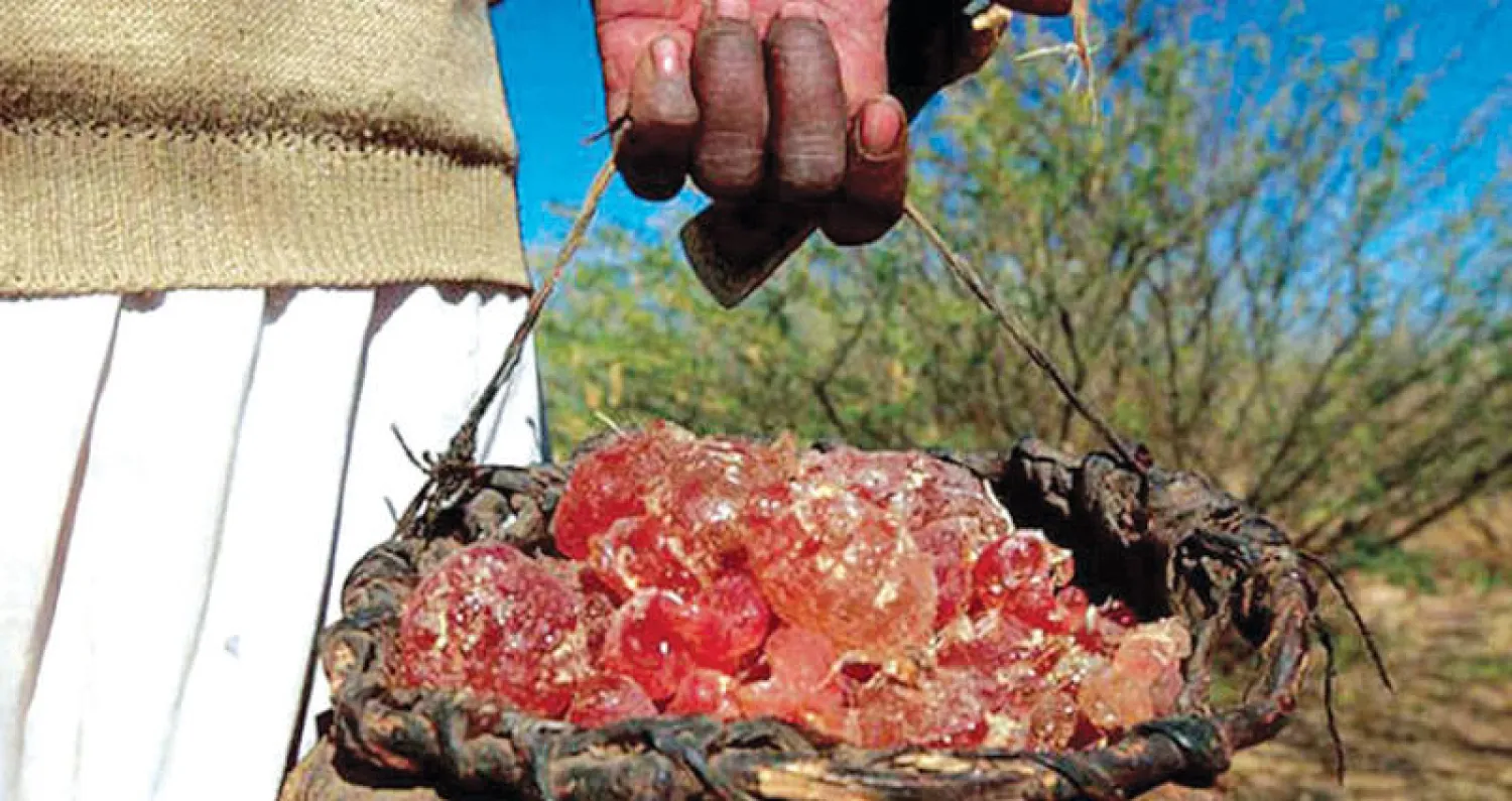 الصمغ العربي يلعب دوراً بارزاً في تجارة السودان مع دول العالم