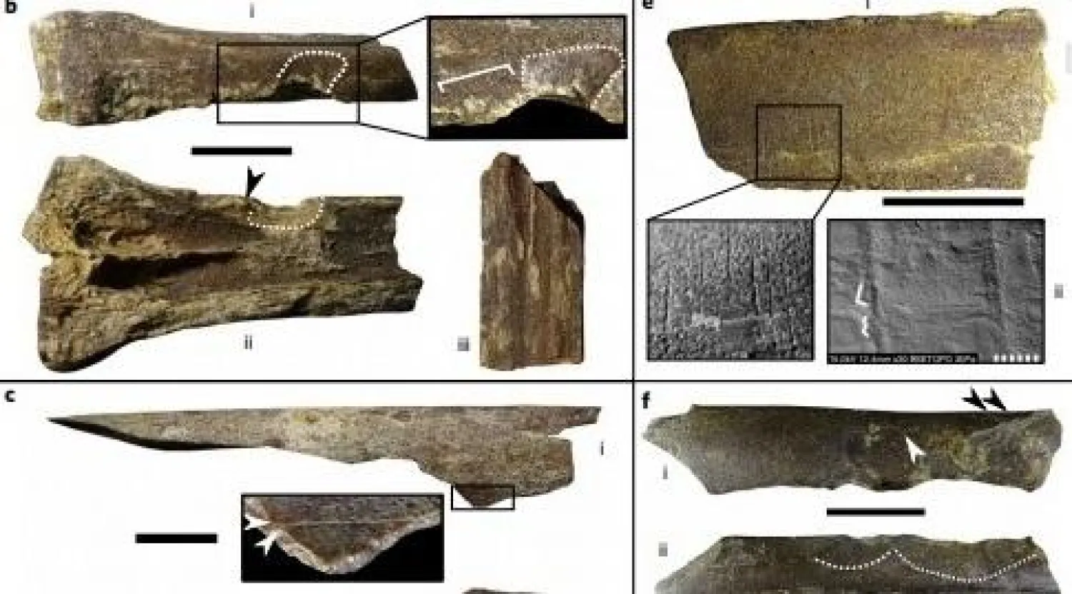 العثور على أقدم بقايا بشرية للإنسان في شمال الجزيرة العربية
