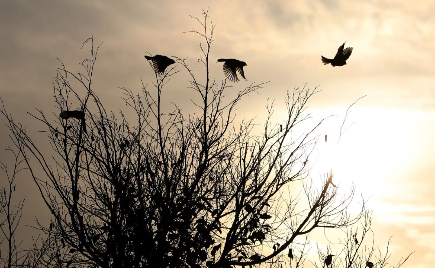 A flock of birds flies over a tree near the West Bank city of Nablus. (Getty Images)