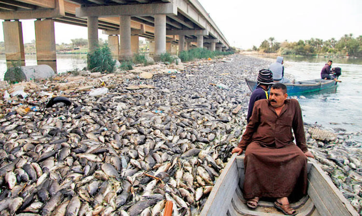 Iraqi men sail past scores of dead fish, from nearby farms, floating on the Euphrates river near the town of Sadat al Hindiya, north of the central Iraqi city of Hilla, on November 2, 2018. | AFP