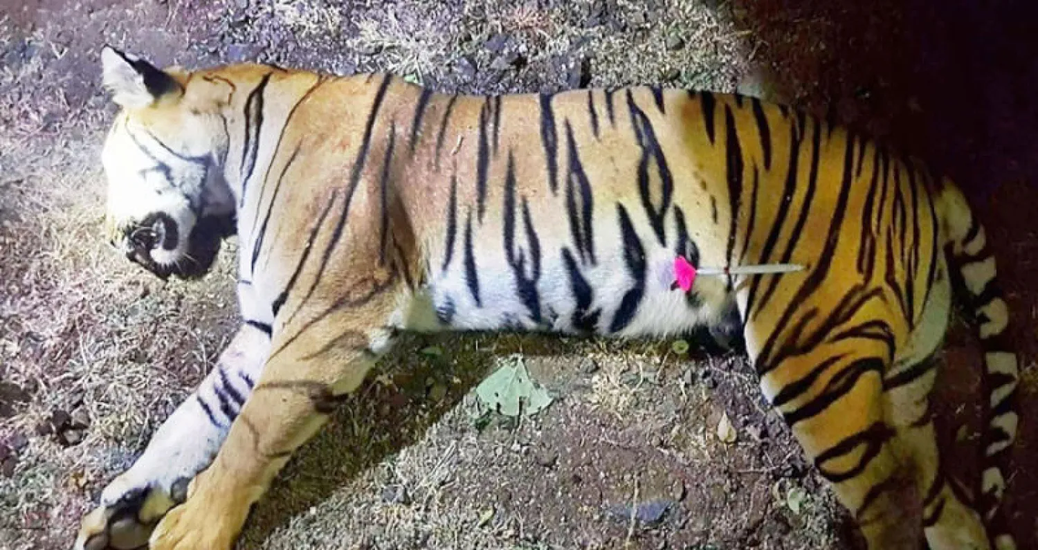 أنثى النمر «أفني» بعد مقتلها في غابة ولاية ماهاراشترا الهندية (أ.ف.ب)