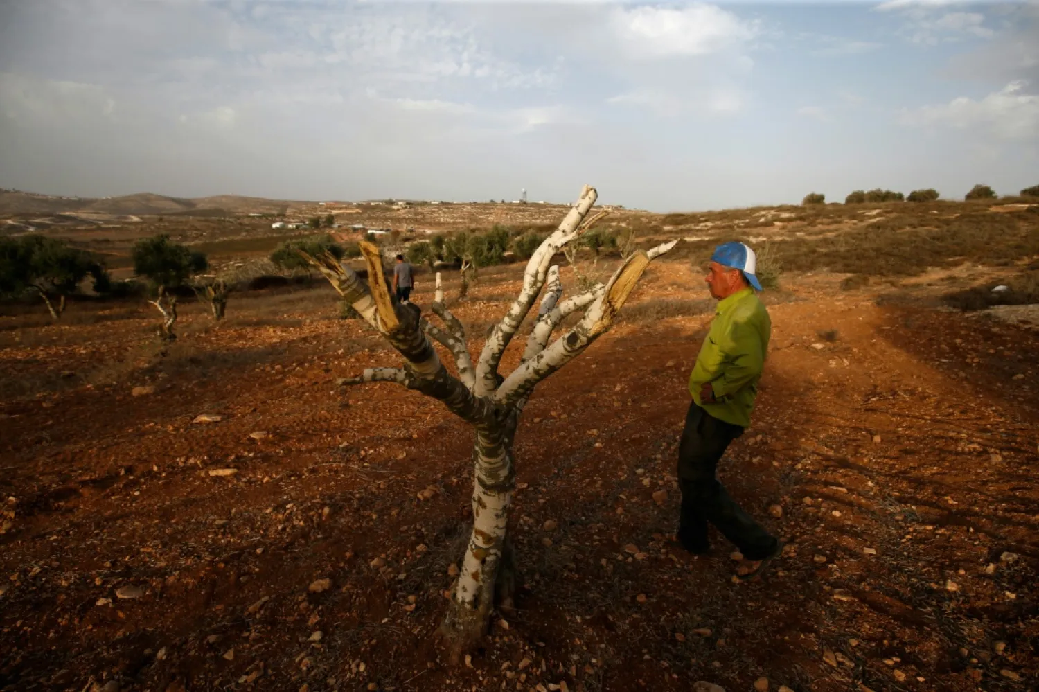 Palestinian farmer Mahmud Abu Shinar says the sight of severed olive trees has become a familiar one | AFP