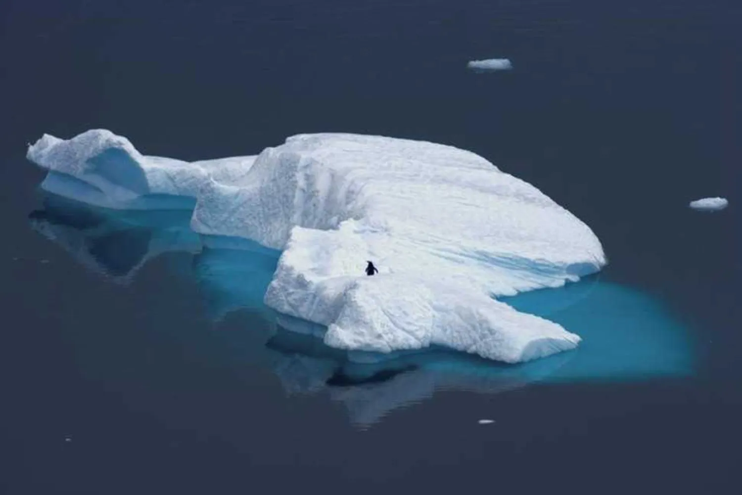 A supplied image shows a penguin standing atop an iceberg in Antarctica, November 17, 2006. John B. Weller-Pew Charitable Trust/Handout via REUTERS.